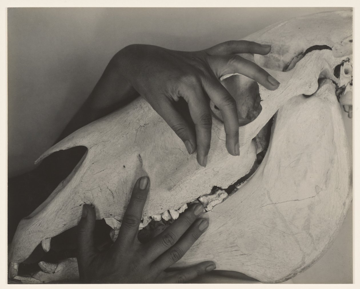 Georgia O’Keeffe – Hænder og hestekranium af Alfred Stieglitz