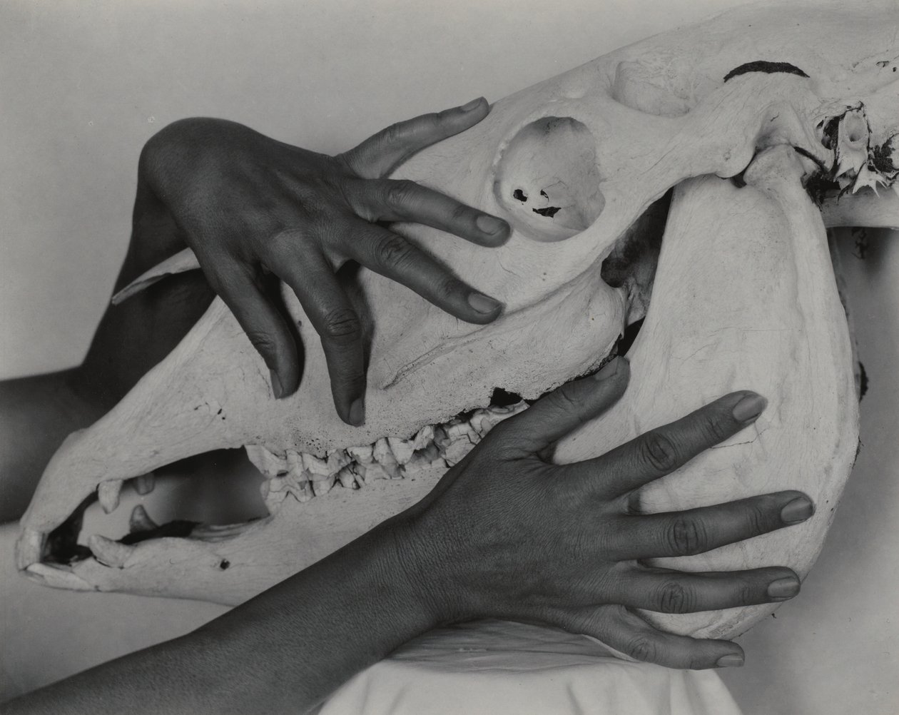 Georgia O’Keeffe – Hænder og hesteskalle af Alfred Stieglitz