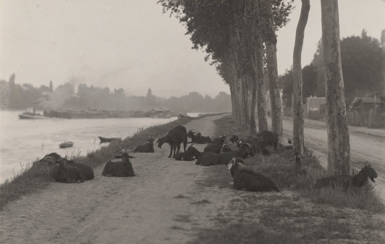 Geder uden for Paris af Alfred Stieglitz