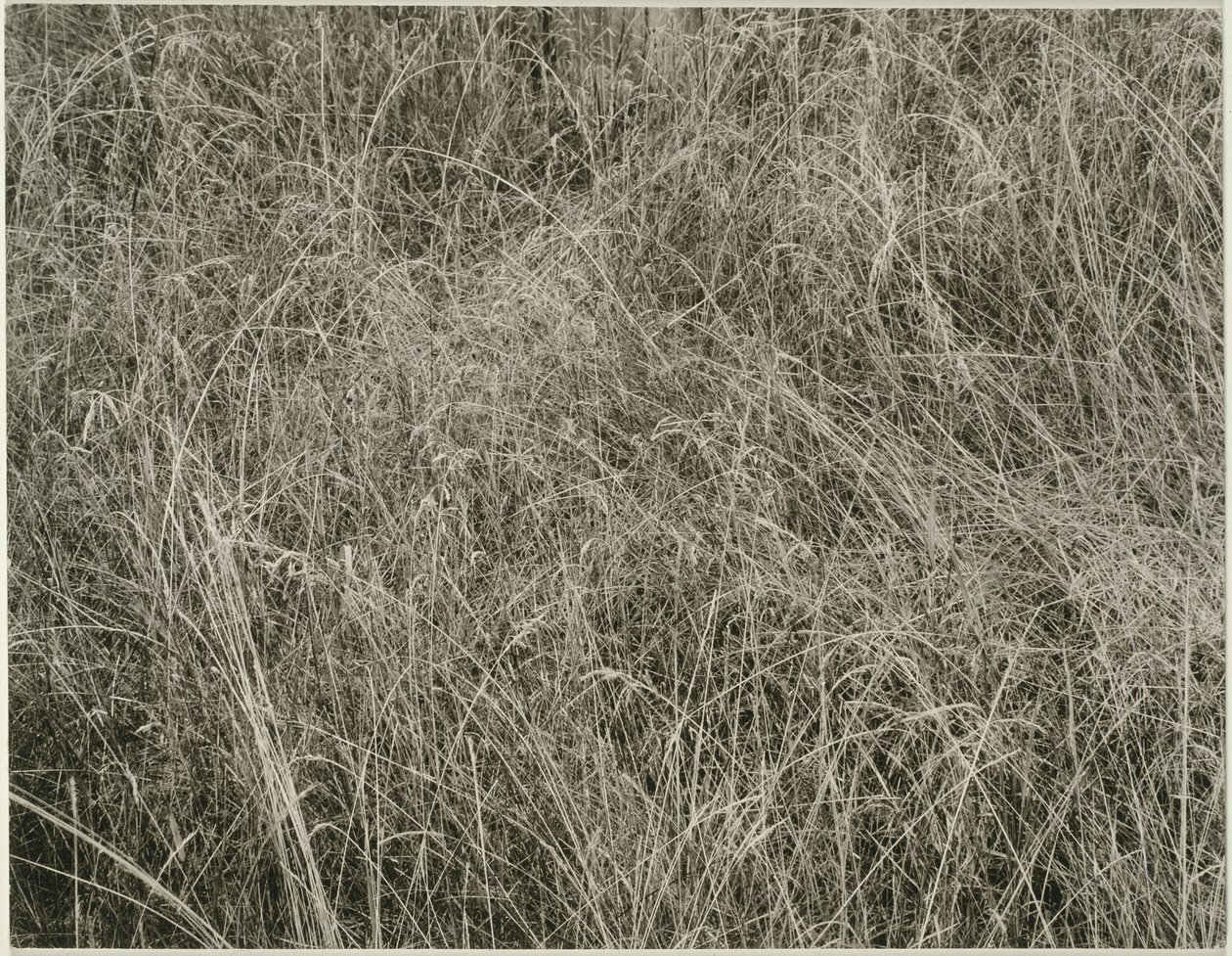 Græs af Alfred Stieglitz