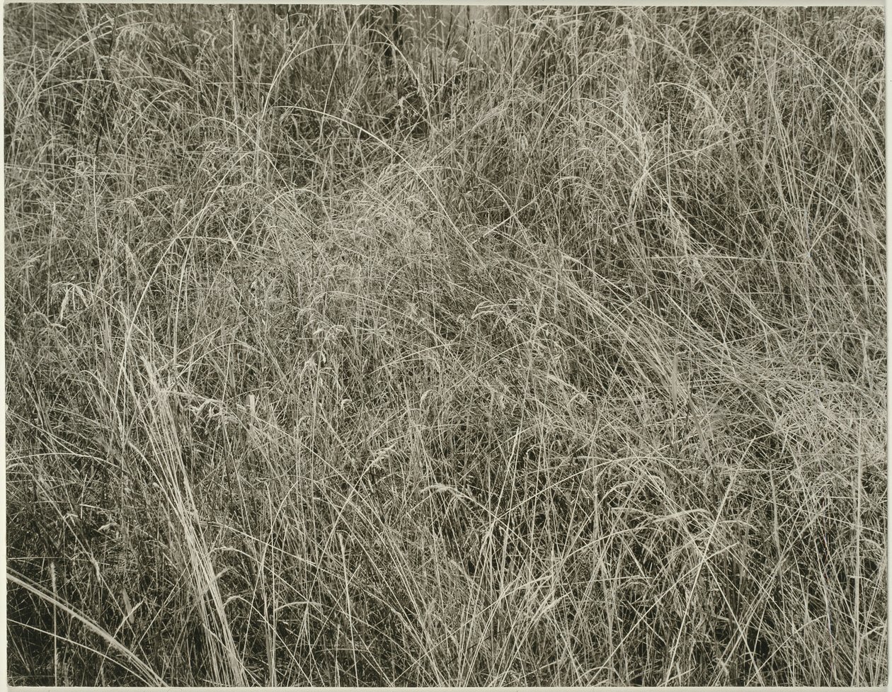 Græs, 1933. af Alfred Stieglitz