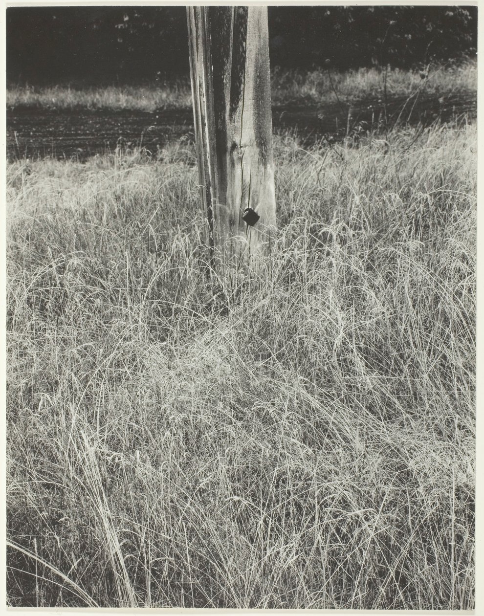 Græs og flagstang, 1933. af Alfred Stieglitz