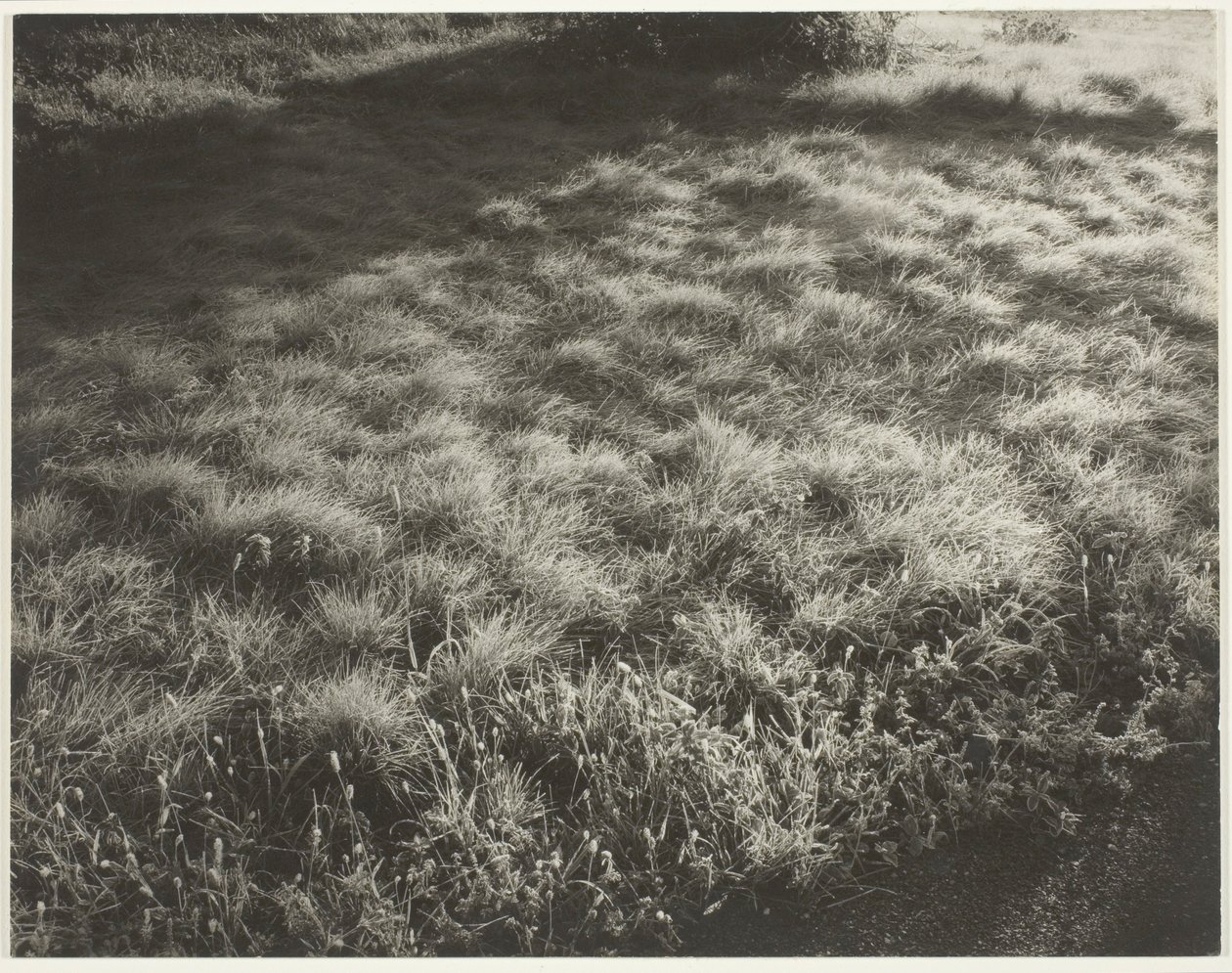 Græs og Frost af Alfred Stieglitz