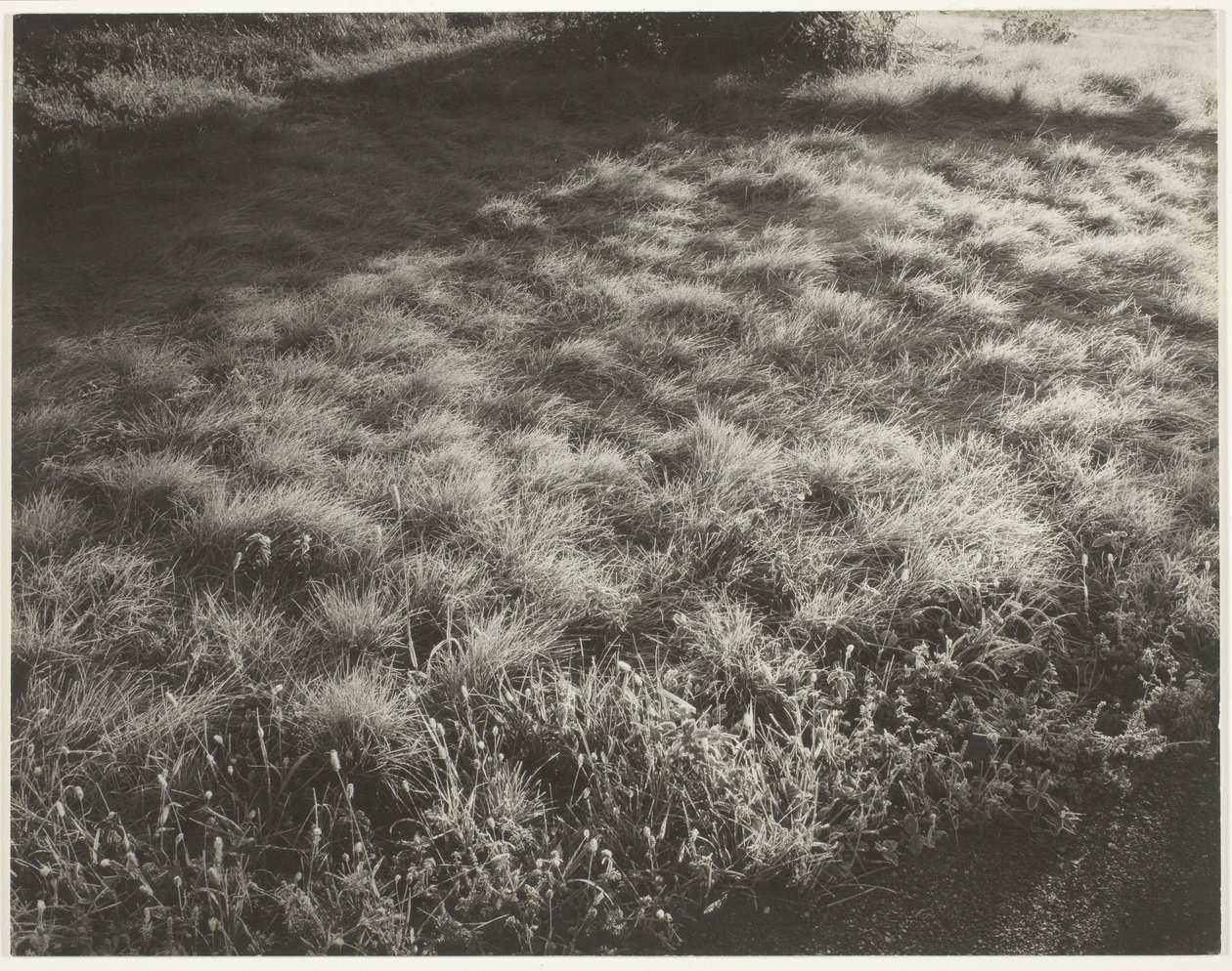 Græs og frost, 1934. af Alfred Stieglitz