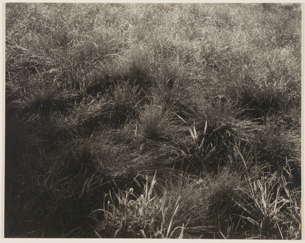 Græsser af Alfred Stieglitz
