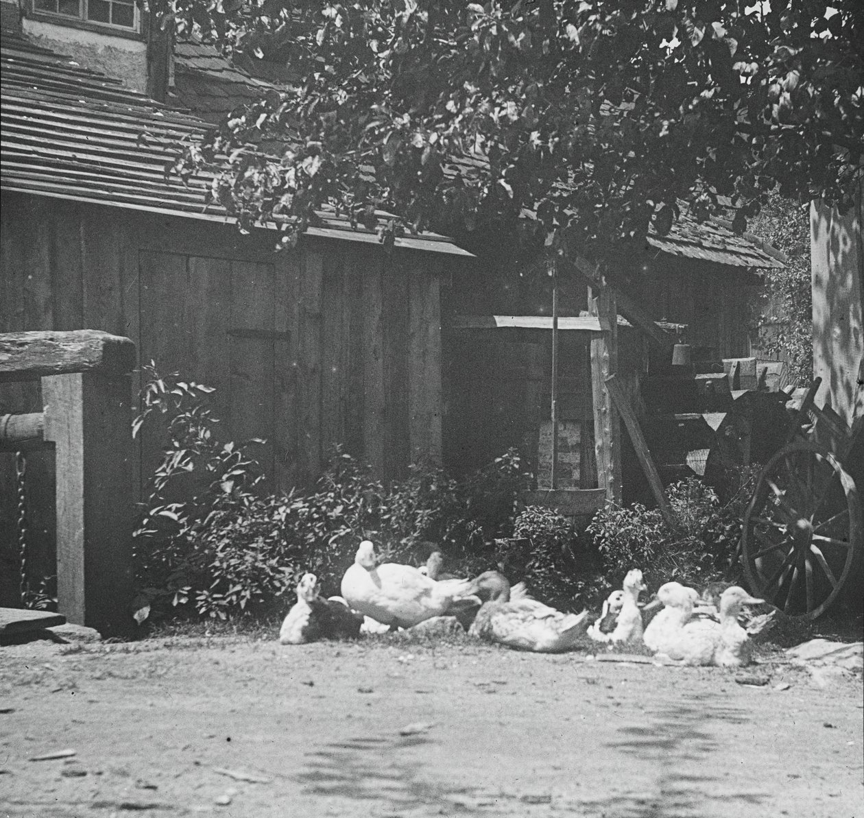 Gutach, 1894. af Alfred Stieglitz