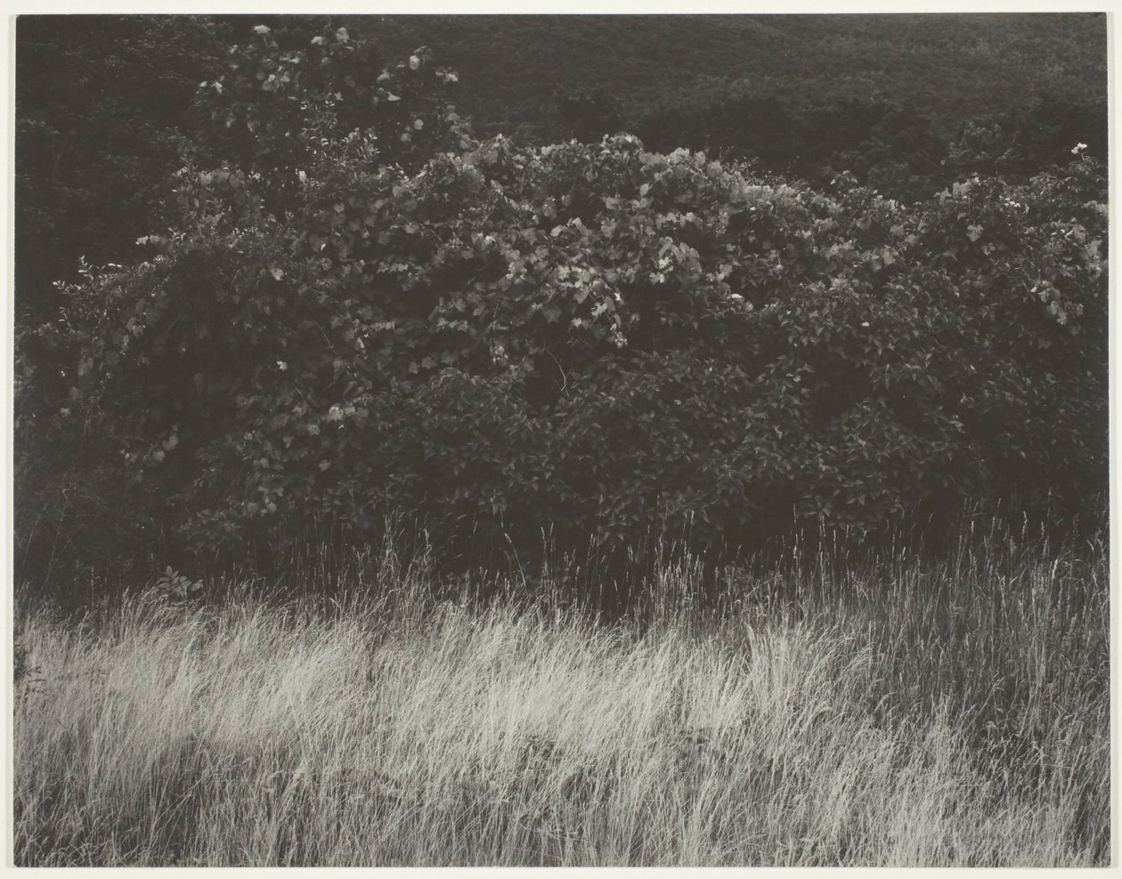 Hæk og græs - Lake George af Alfred Stieglitz