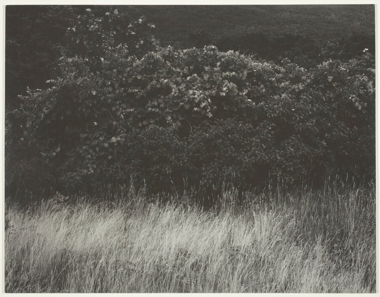 Hedge and Grasses - Lake George, 1933. af Alfred Stieglitz