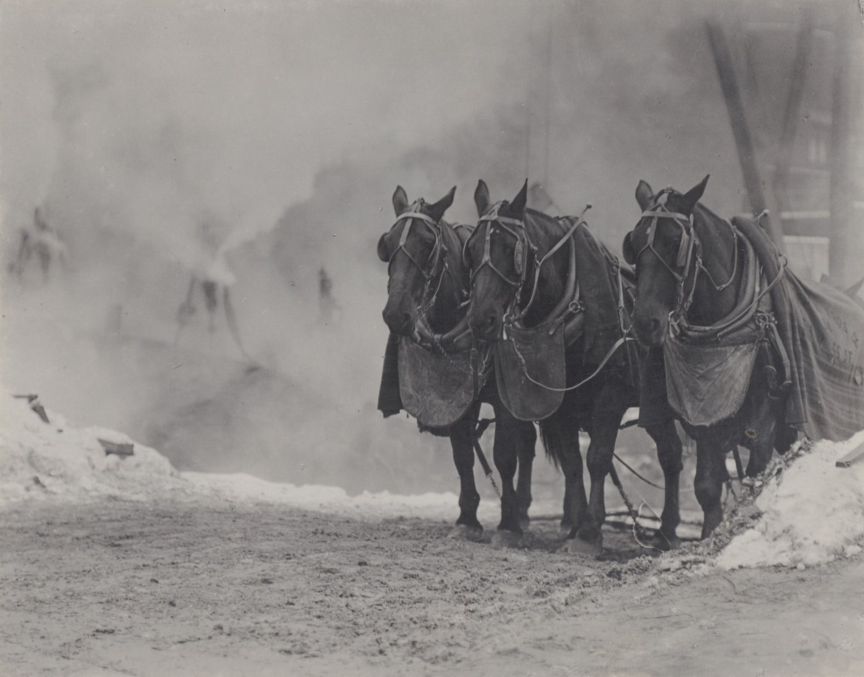 Heste, New York af Alfred Stieglitz