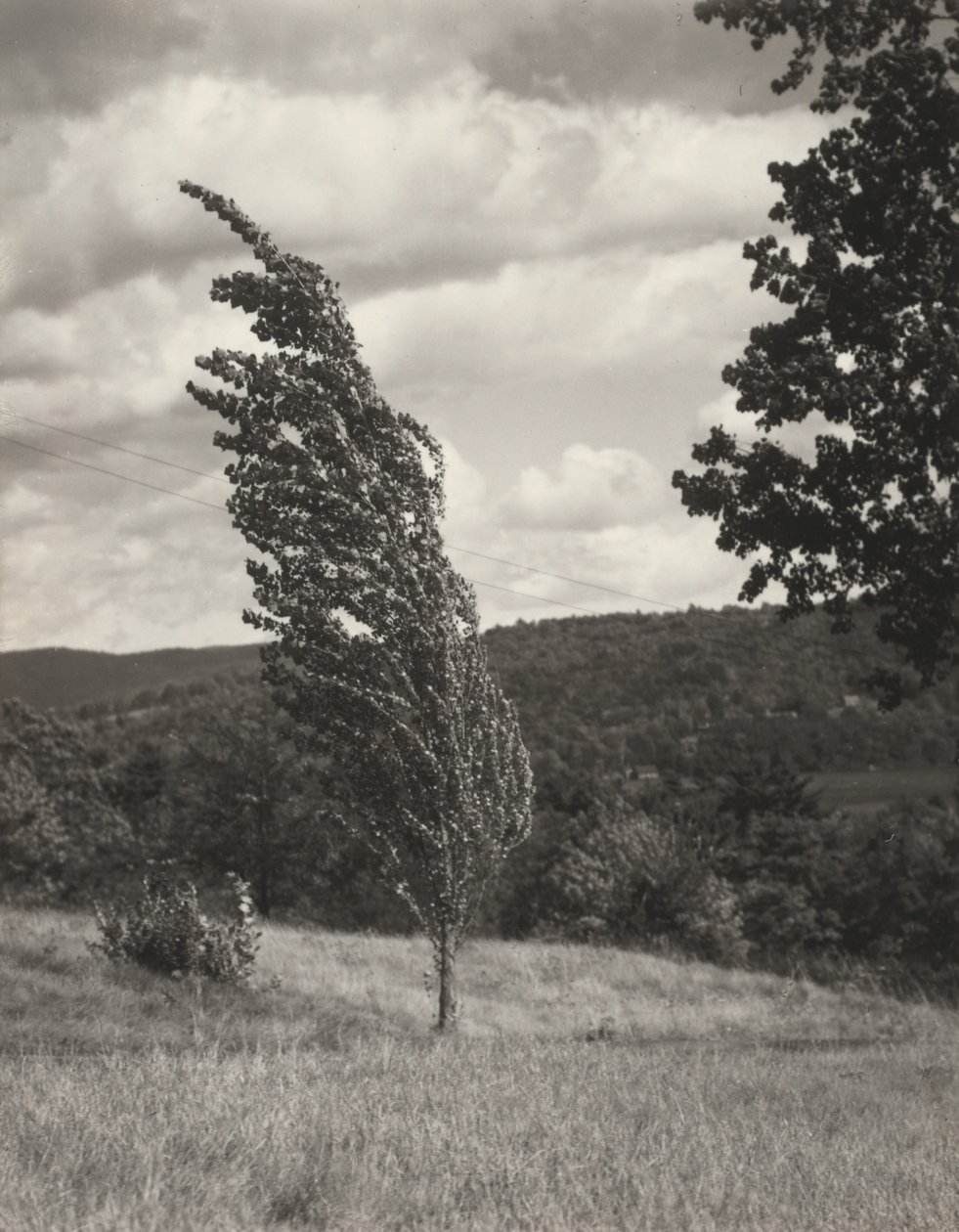 Poplar – Lake George af Alfred Stieglitz