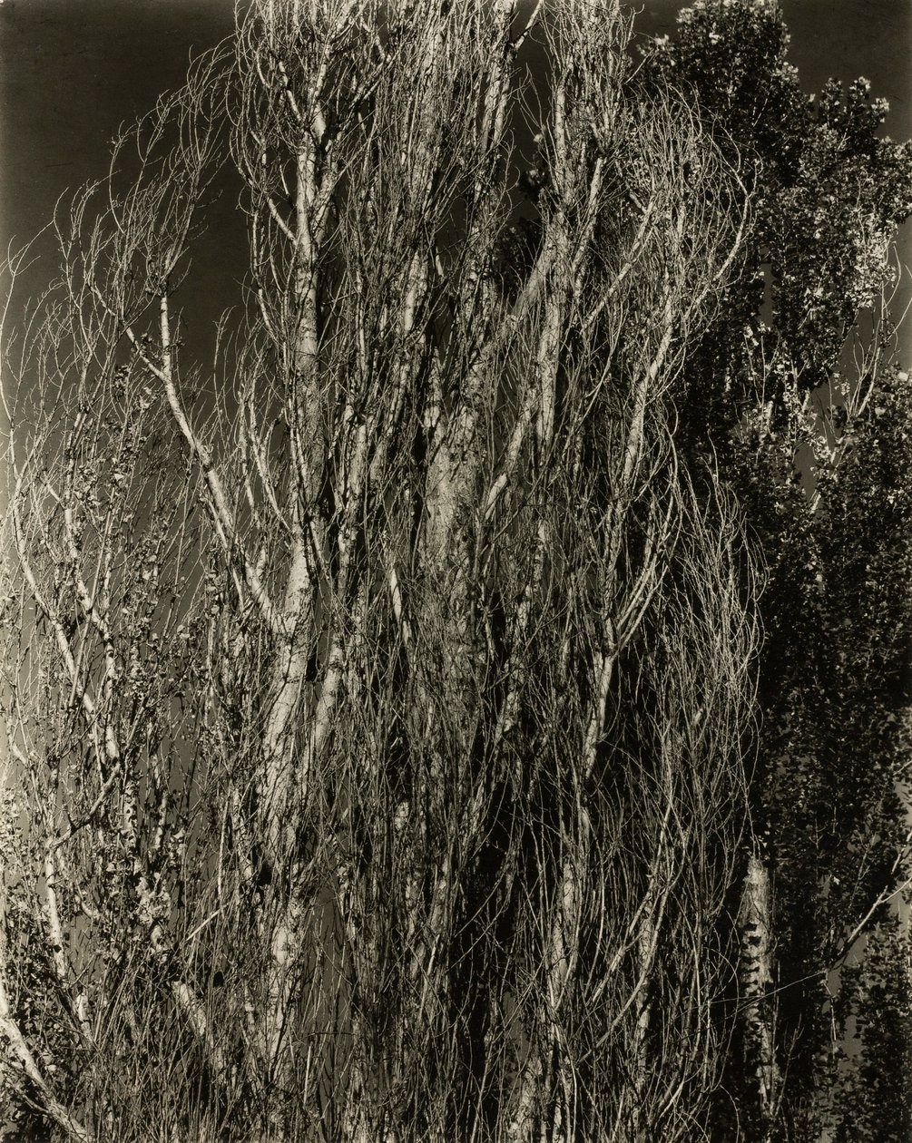Popler - Lake George af Alfred Stieglitz