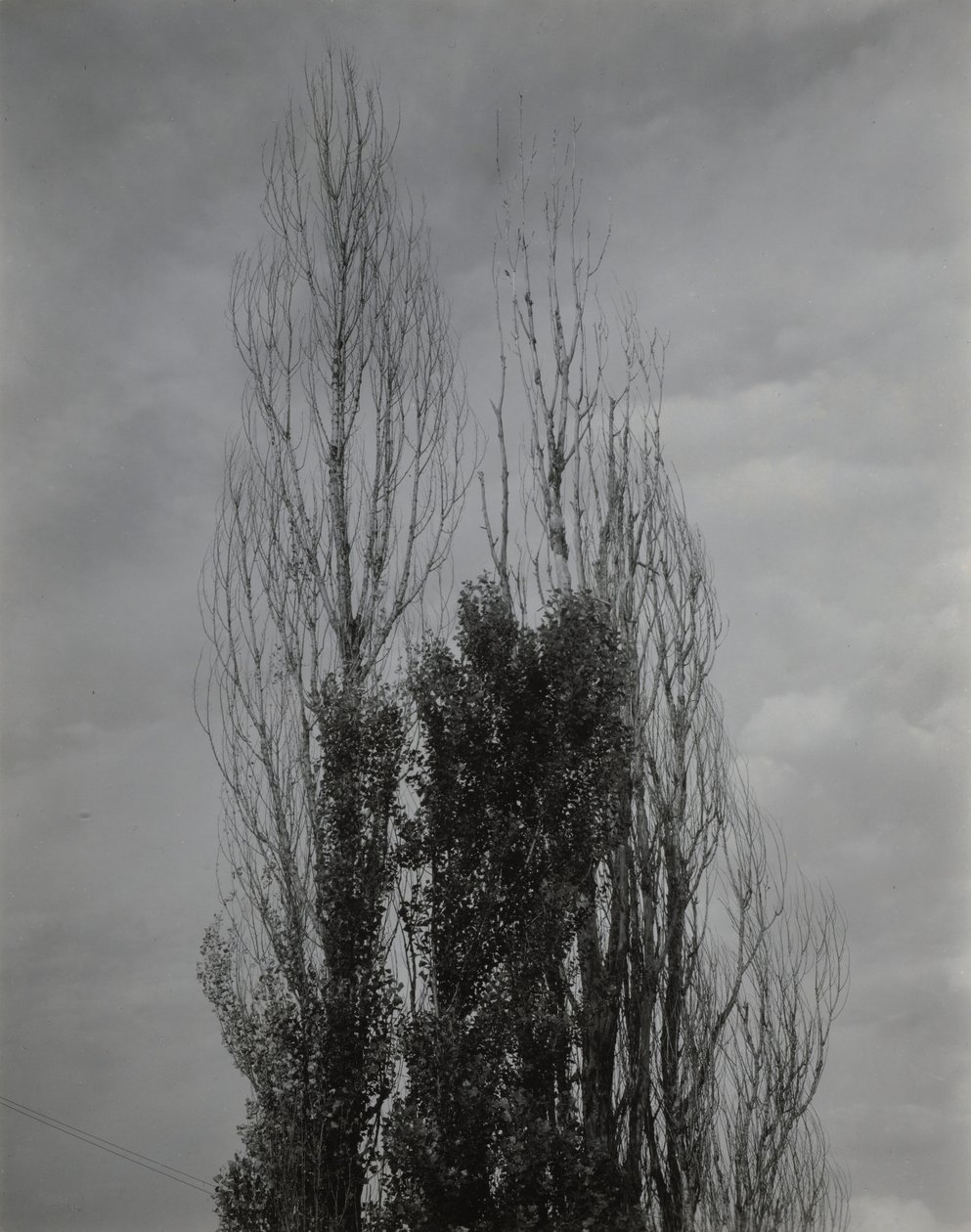 Poppeltræer – Lake George af Alfred Stieglitz