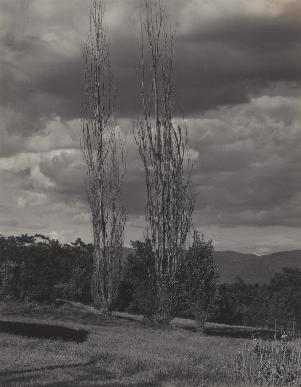 Poppeltræer – Lake George af Alfred Stieglitz