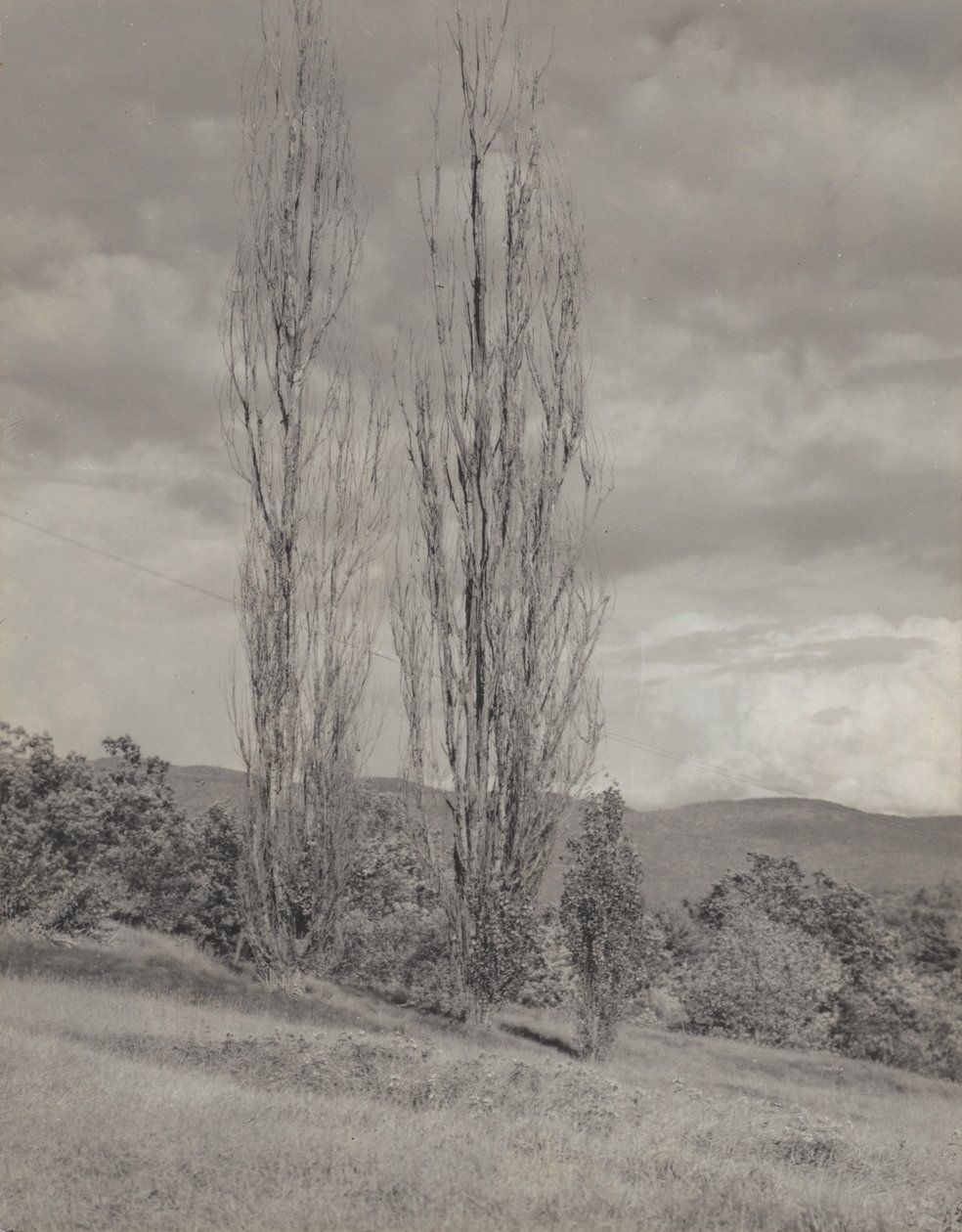 Popler - Lake George af Alfred Stieglitz