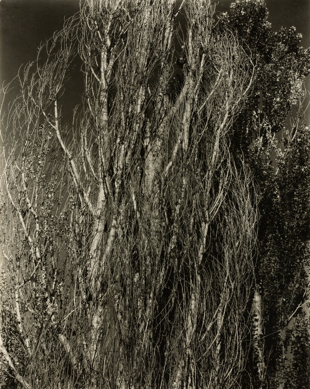 Popler - Lake George af Alfred Stieglitz