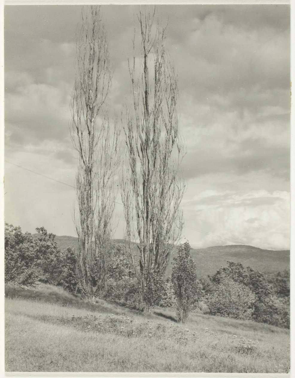 Popler - Lake George af Alfred Stieglitz