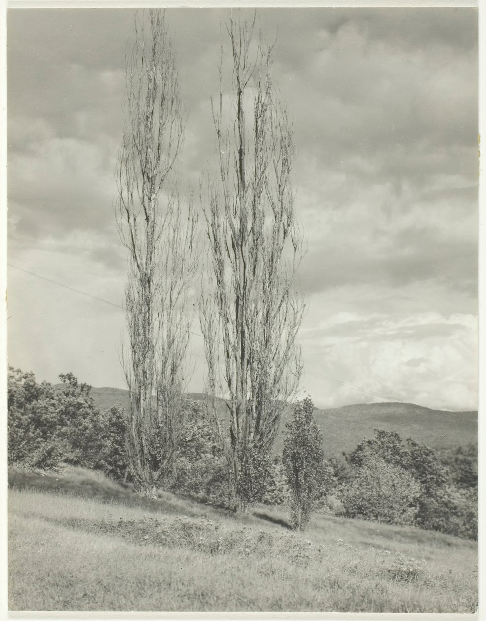 Popler - Lake George, 1935. af Alfred Stieglitz