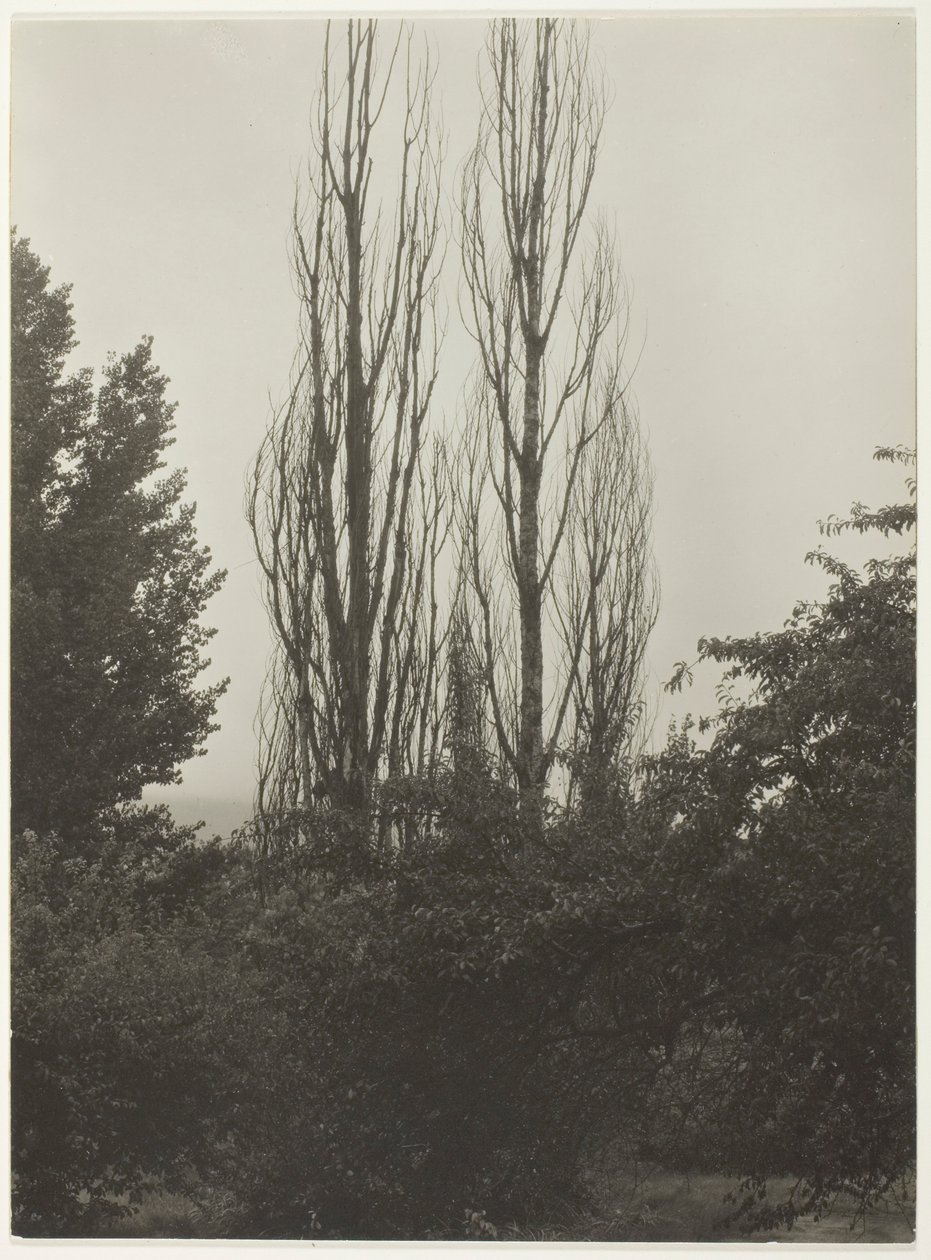 Popler - Lake George af Alfred Stieglitz