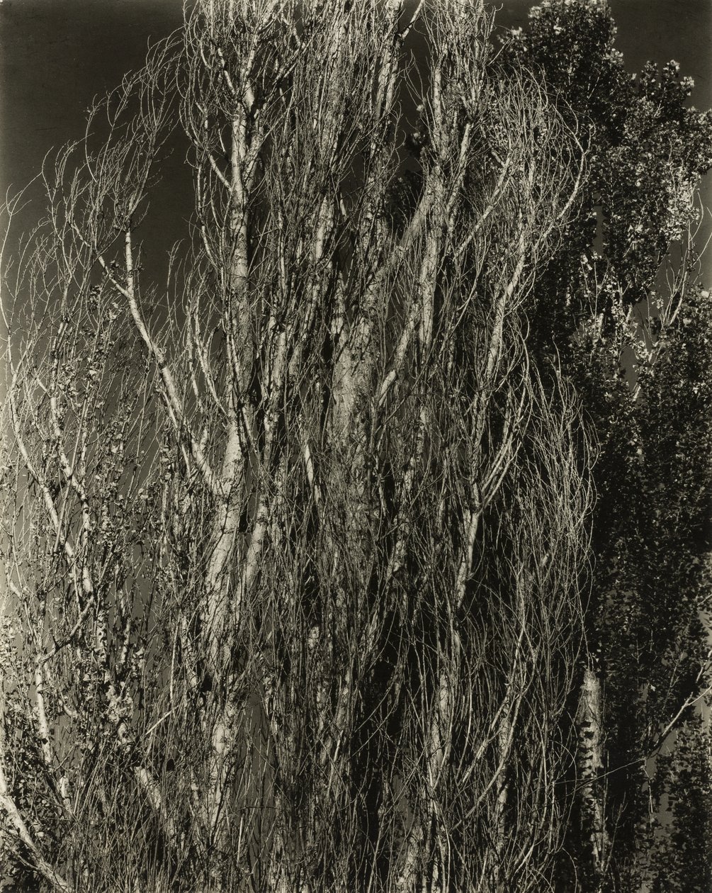 Popler - Lake George af Alfred Stieglitz