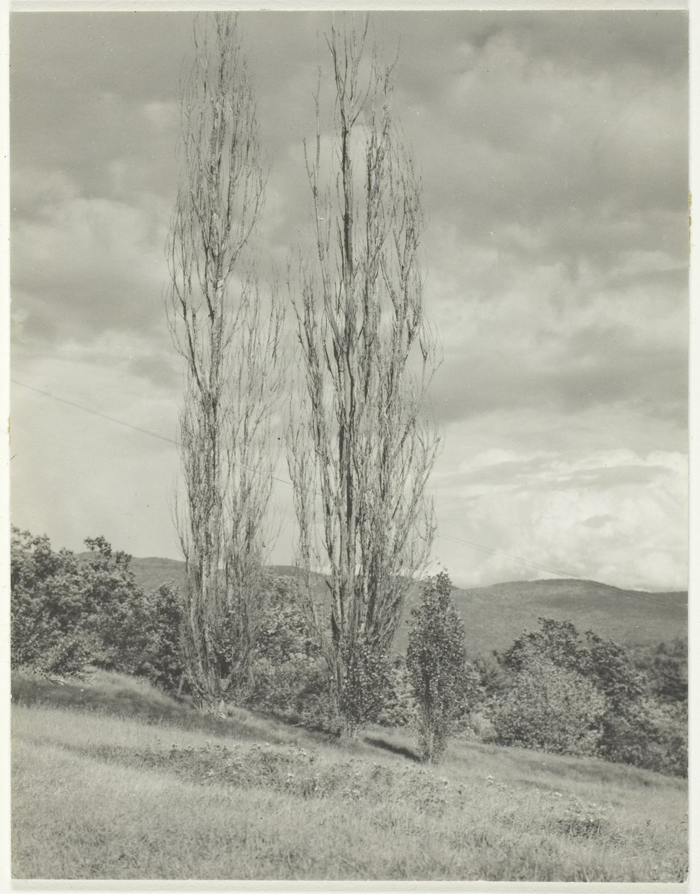 Poplars Lake George af Alfred Stieglitz