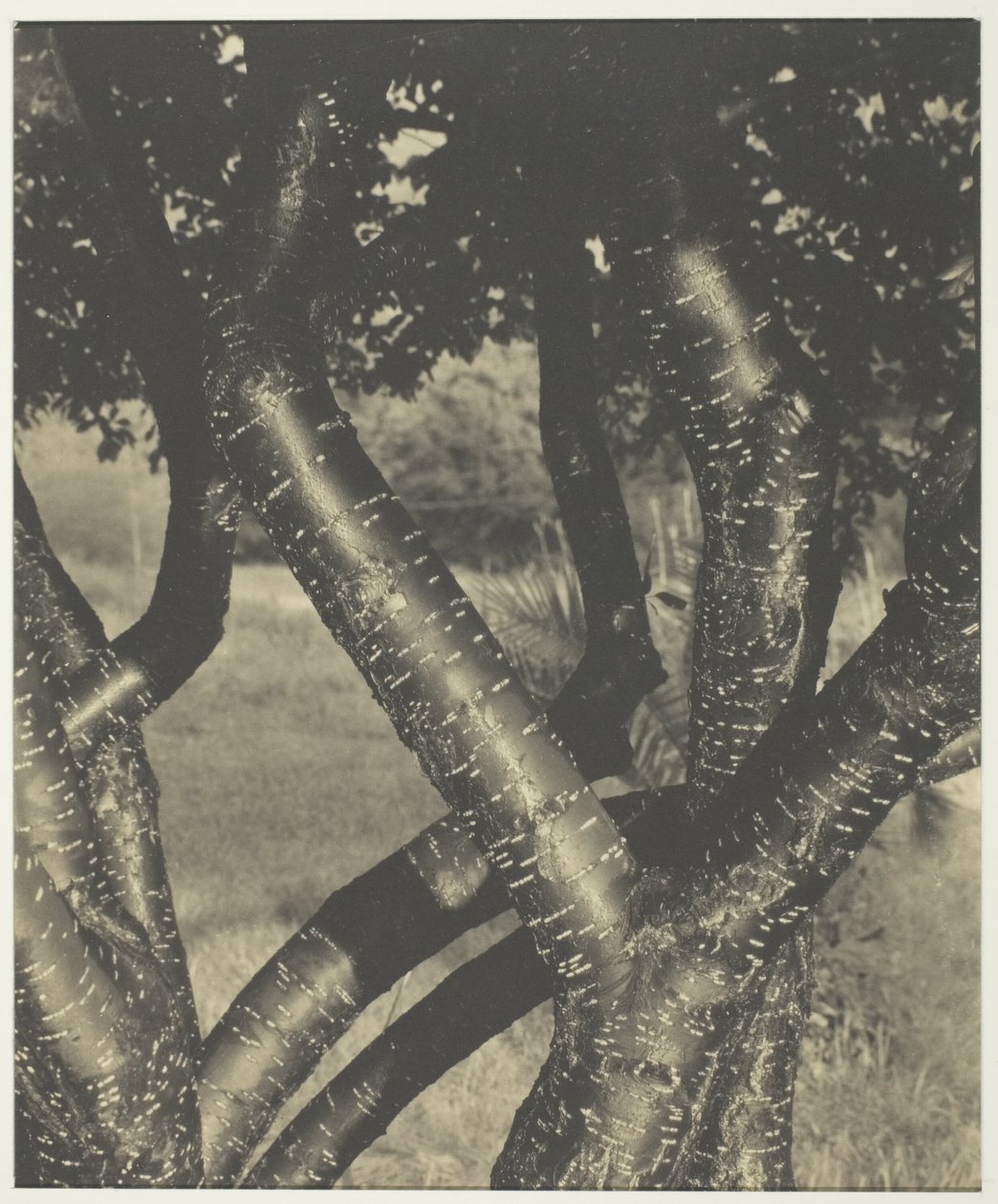 De dansende træer af Alfred Stieglitz