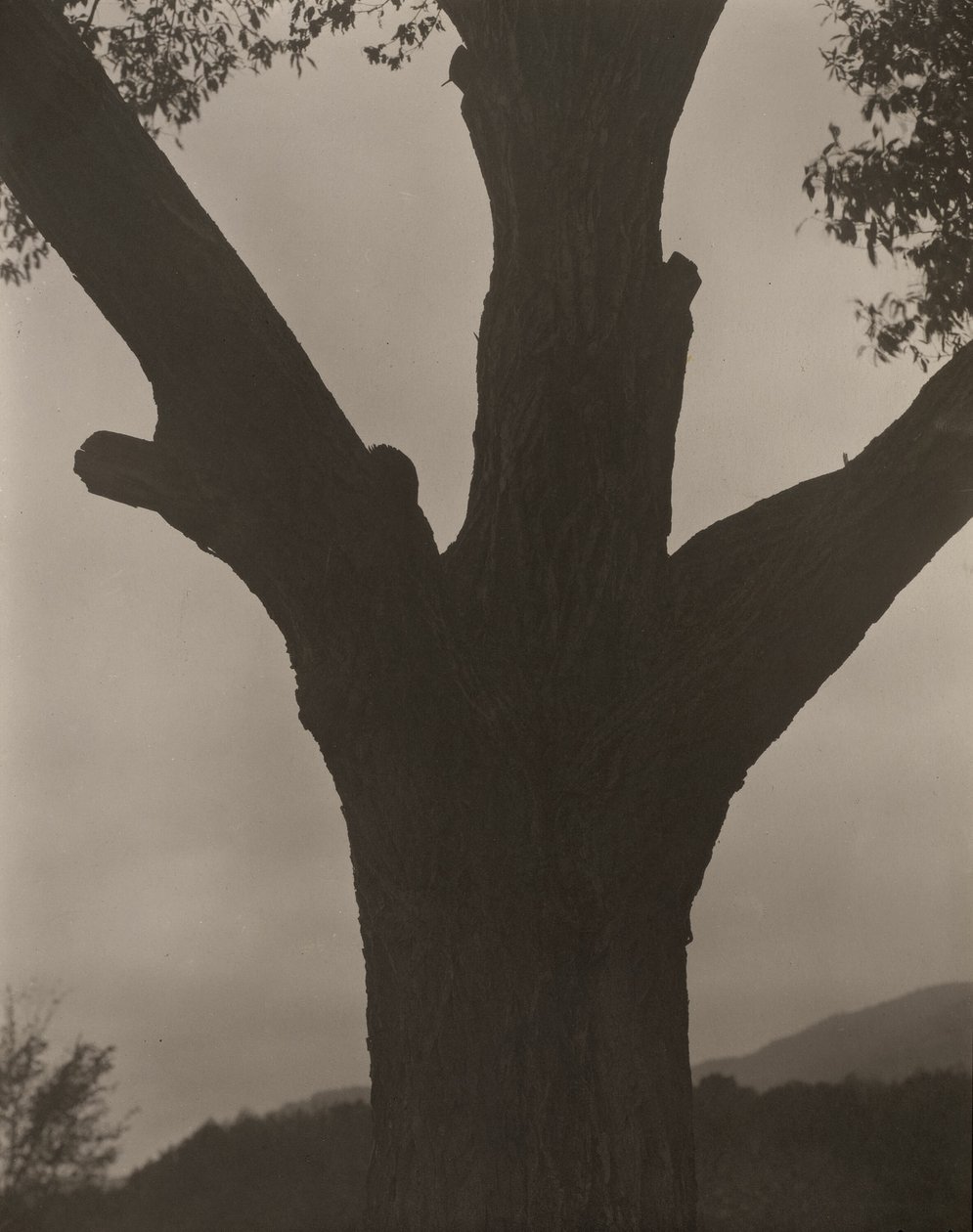 Den døende kastanje af Alfred Stieglitz