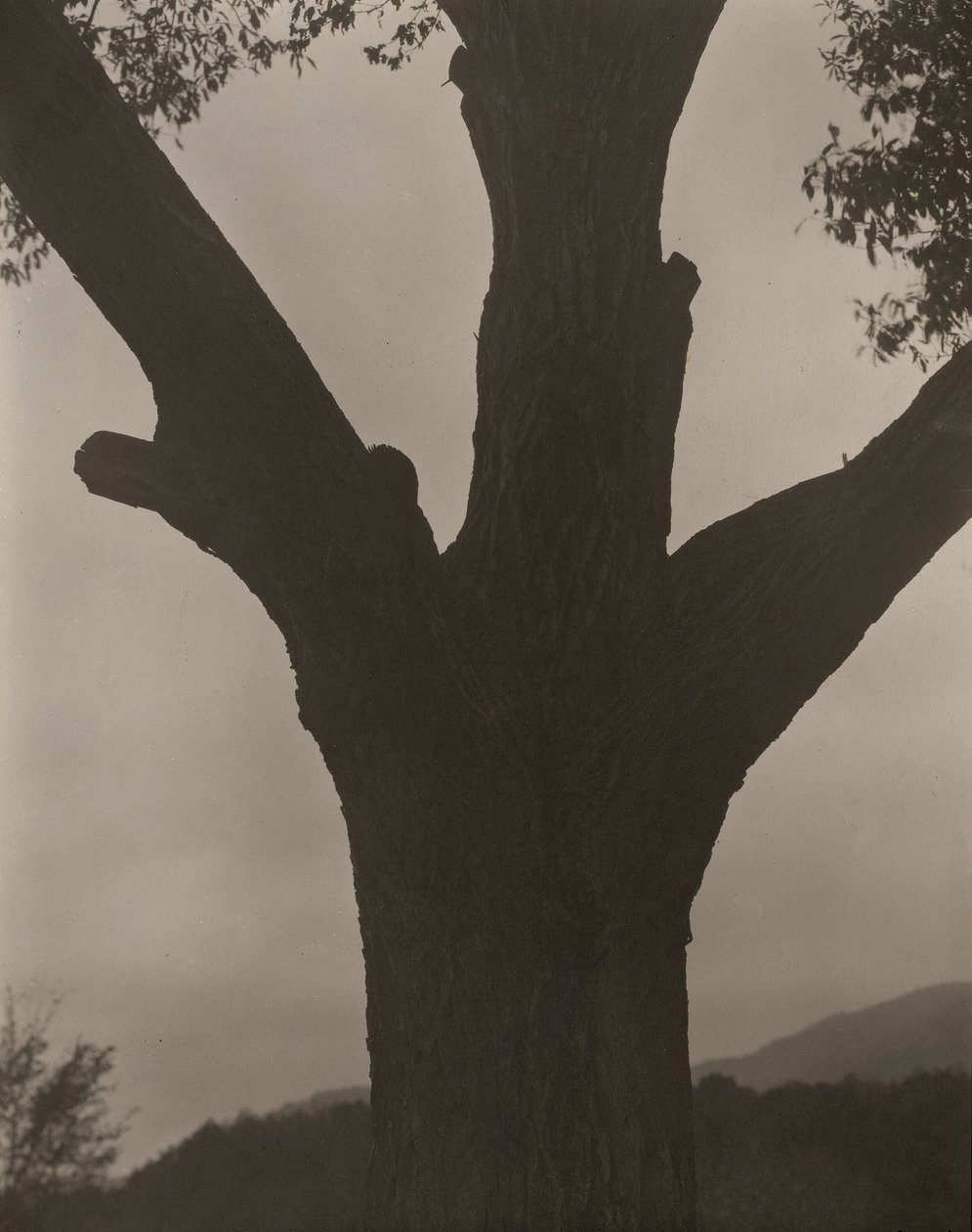 Den døende kastanje, 1919. af Alfred Stieglitz