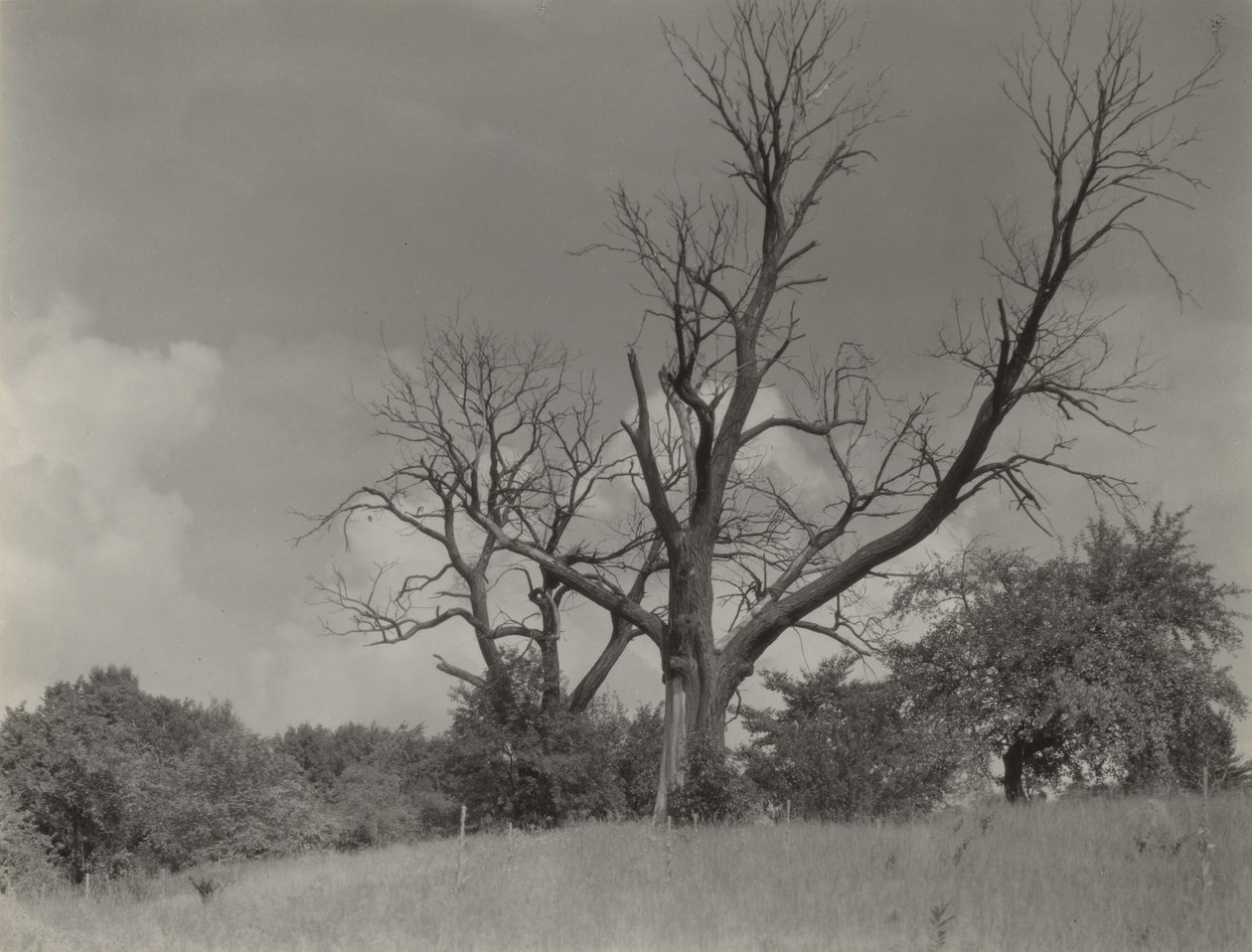 Det døende kastanjetræ af Alfred Stieglitz