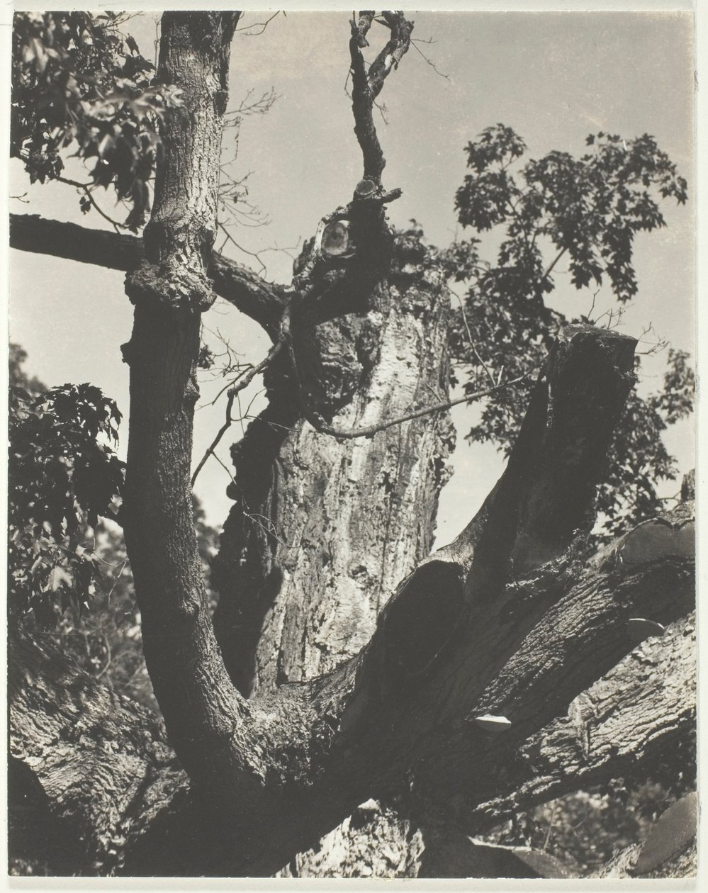 Den gamle ahorn - Lake George af Alfred Stieglitz