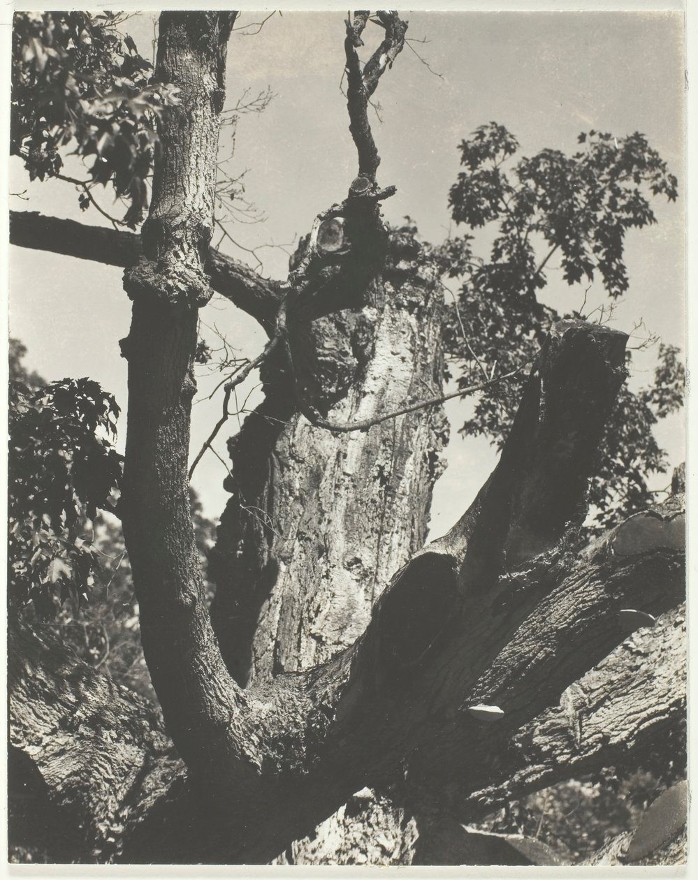 The Old Maple - Lake George, 1926. af Alfred Stieglitz
