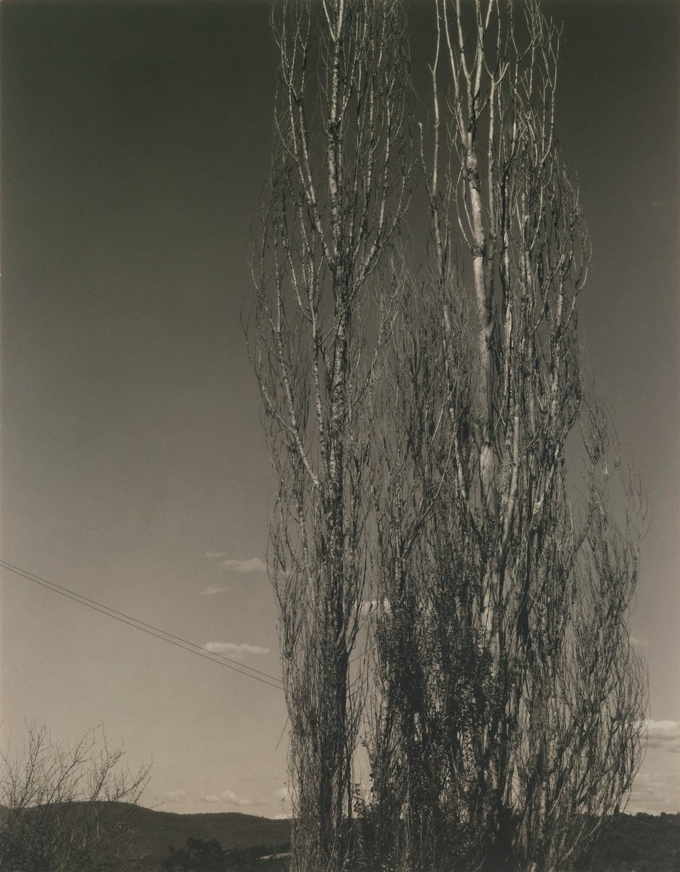 De to popler, Lake George af Alfred Stieglitz