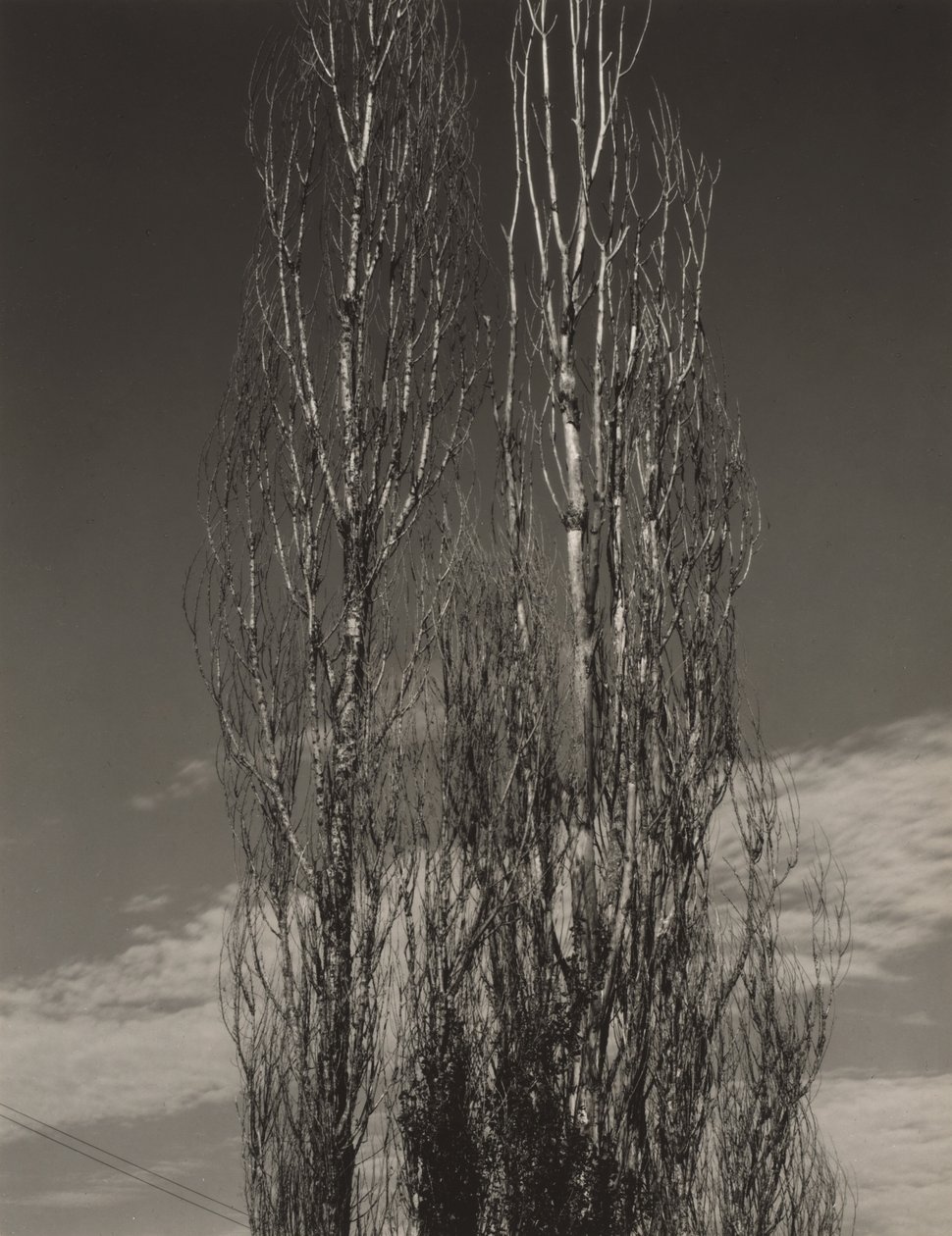 De to popler, Lake George af Alfred Stieglitz