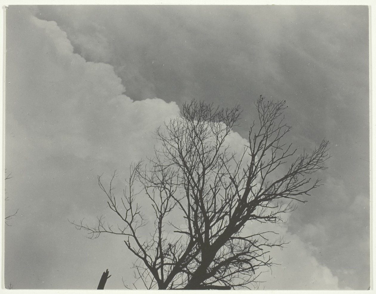 Træsæt 3 af Alfred Stieglitz