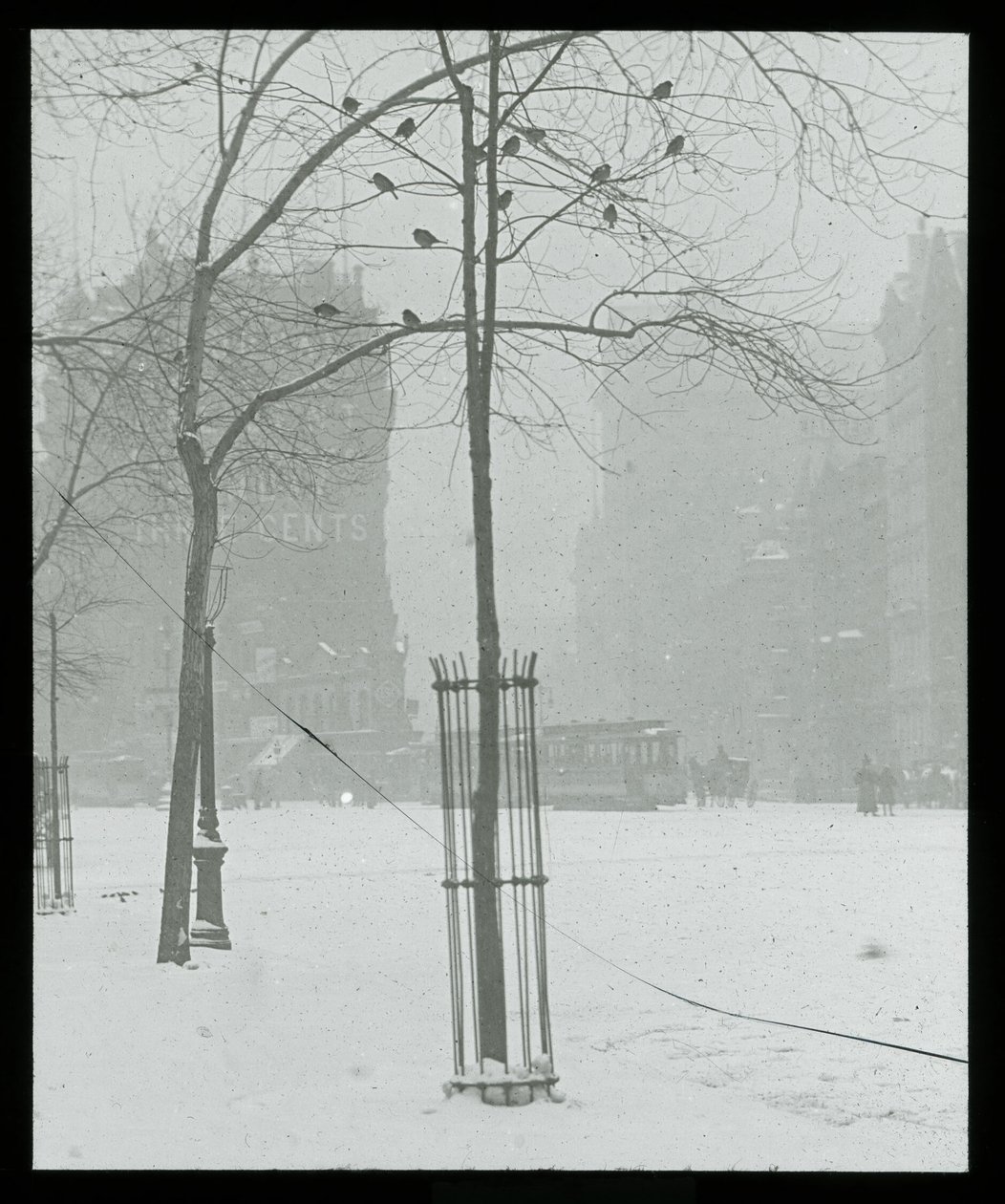 Træ i sne, New York City af Alfred Stieglitz