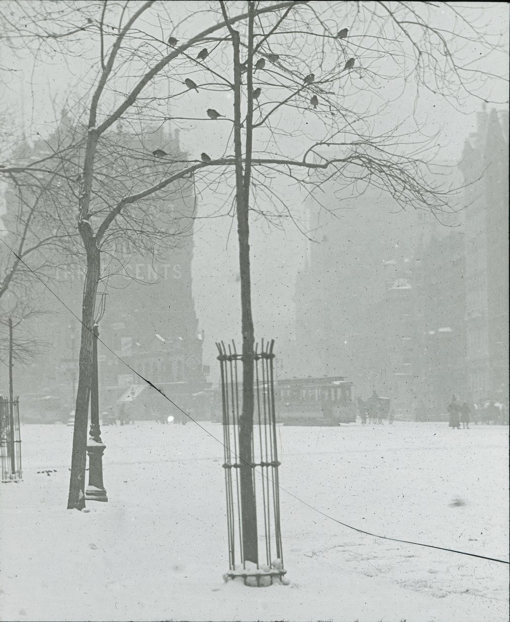 Træ i Snow, New York City, 190002. af Alfred Stieglitz