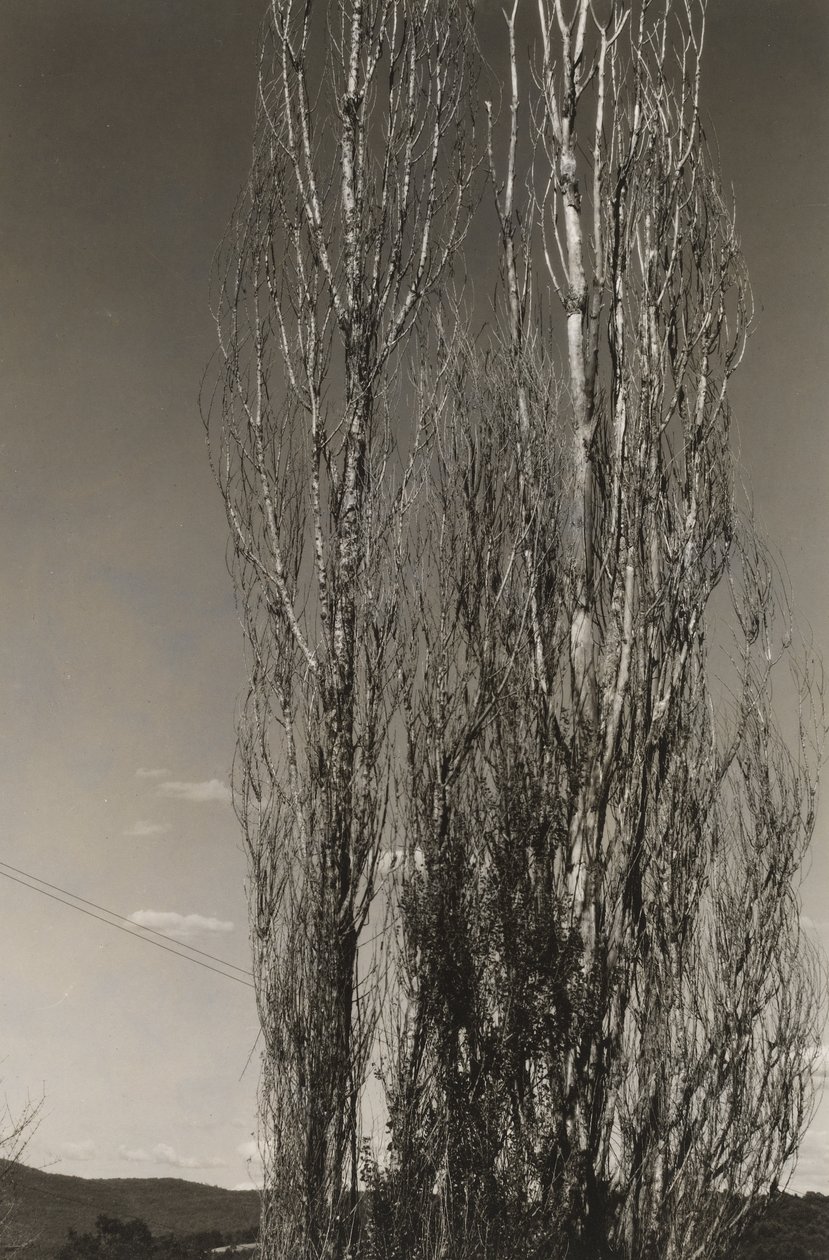 Two Poplars, Lake George (recto) af Alfred Stieglitz