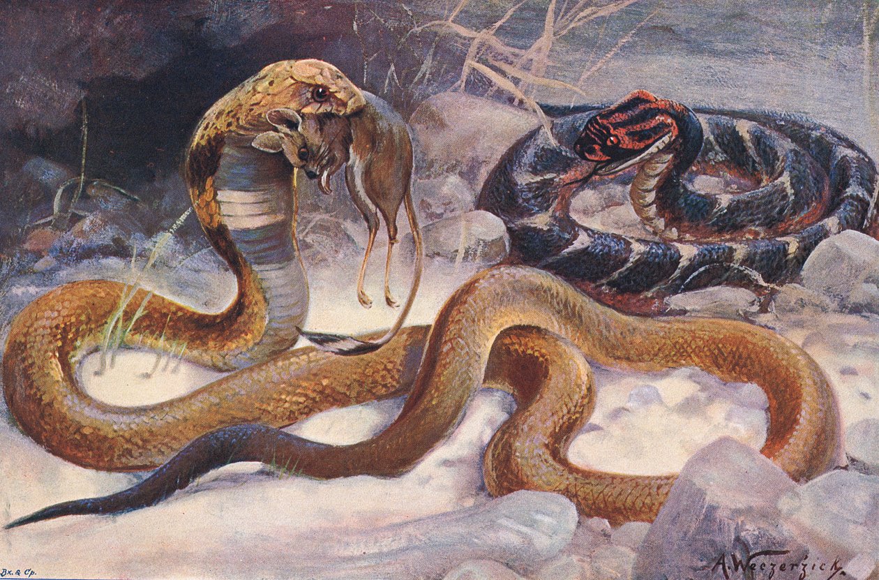 Cobra og puffer, illustration fra 