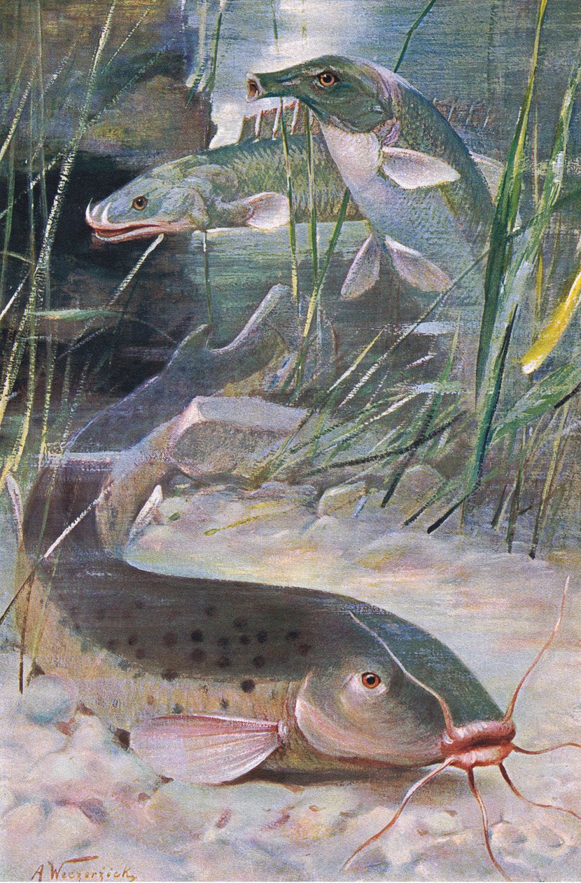 Elektrisk havkat, Bichir, Trunkfish, illustration fra 