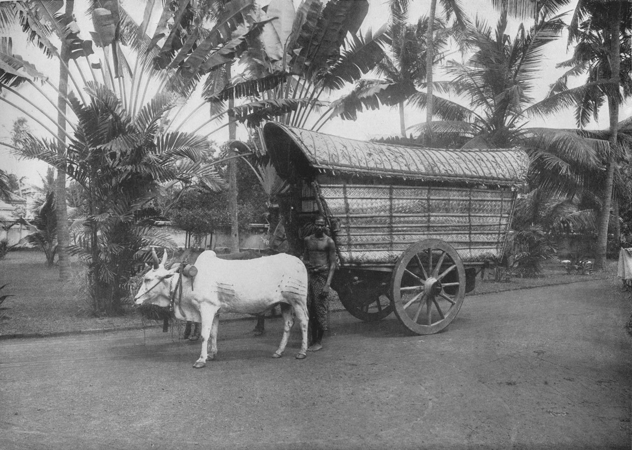 En Ceylon Bullock Cart, c1890, 1910 af Alfred William Amandus Plate