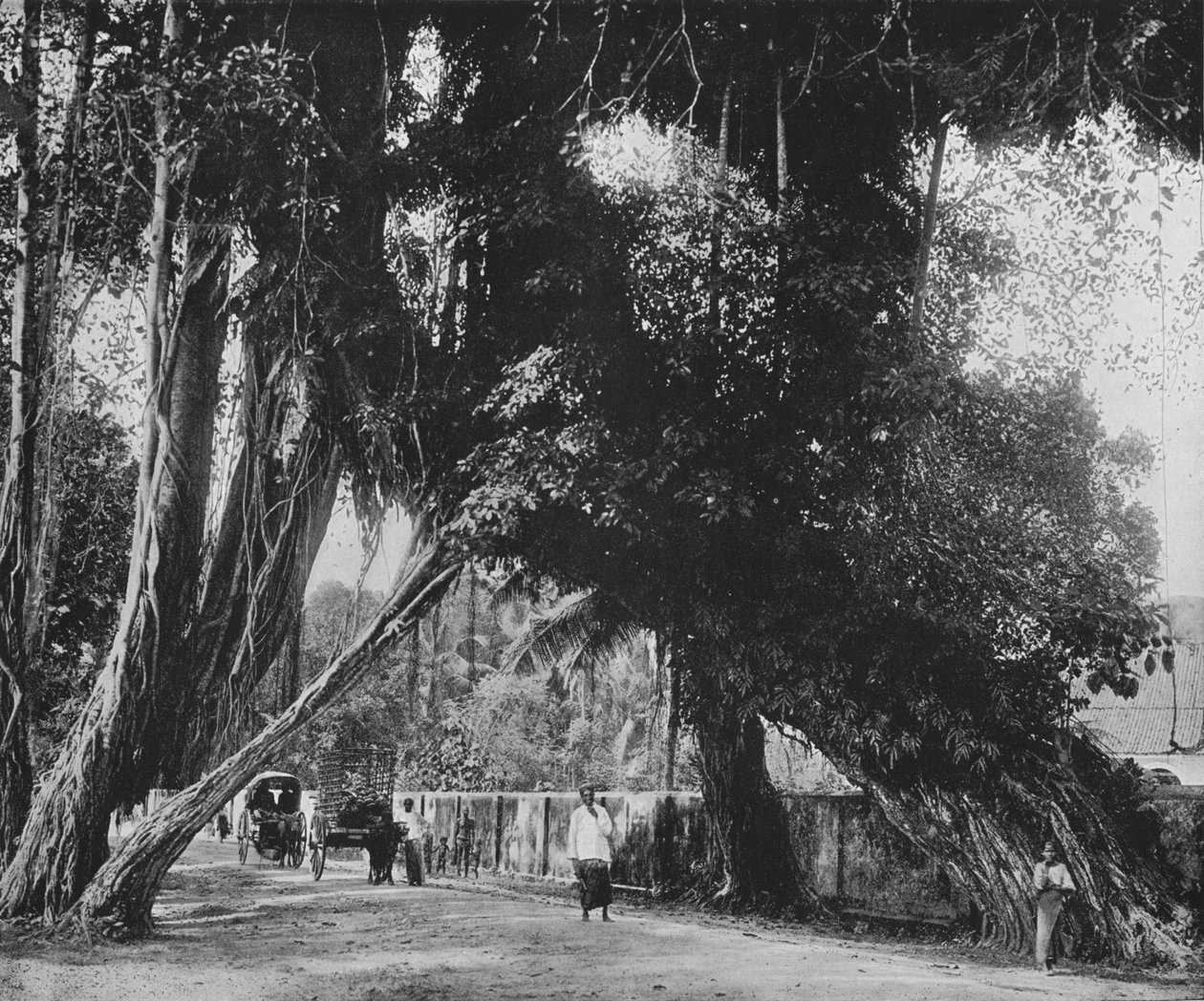 Banyan træ ved Kalutara, c1890, 1910 af Alfred William Amandus Plate