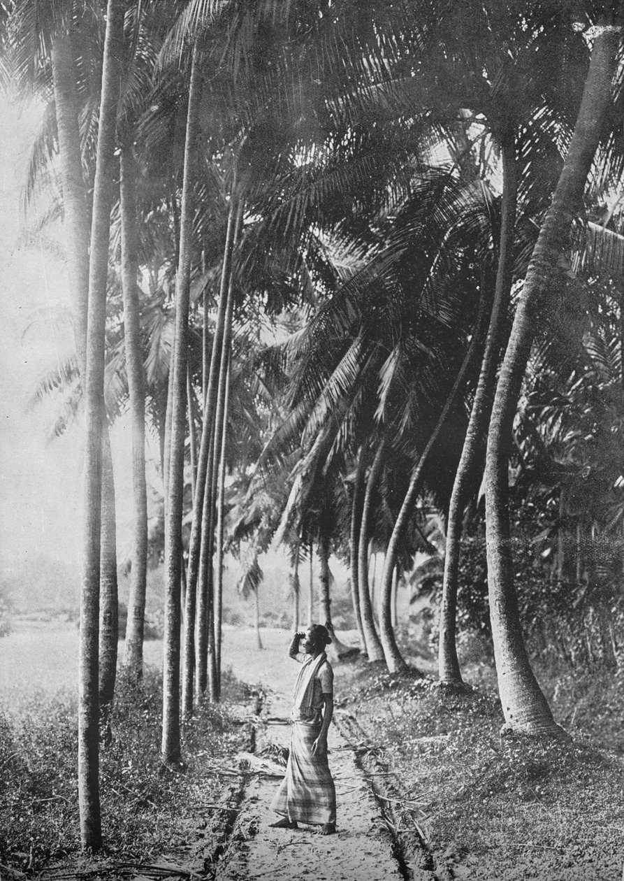 Dawn Through the Palms, c1890, 1910 af Alfred William Amandus Plate