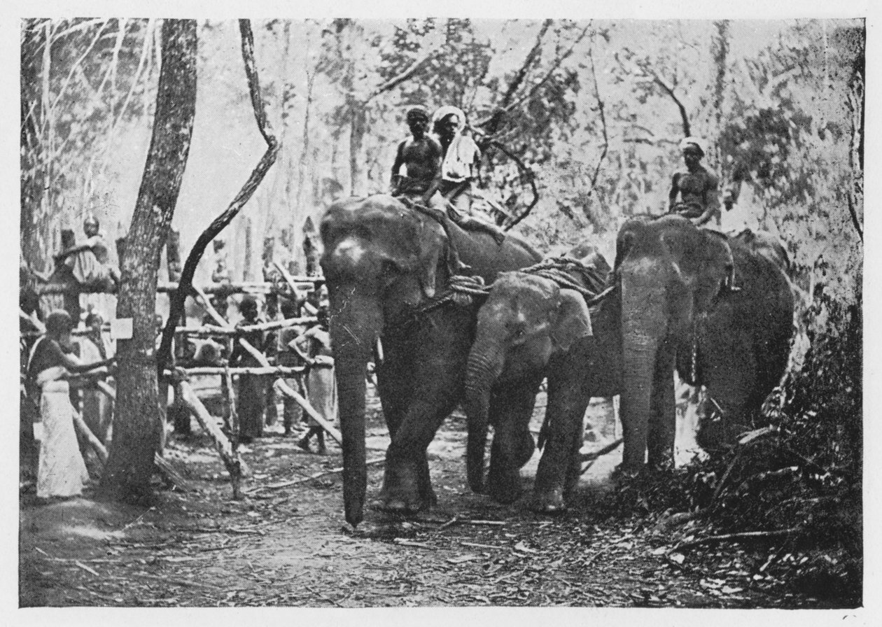 Elephant Kraaling in Ceylon - Free No Longer, c1890, 1910 af Alfred William Amandus Plate
