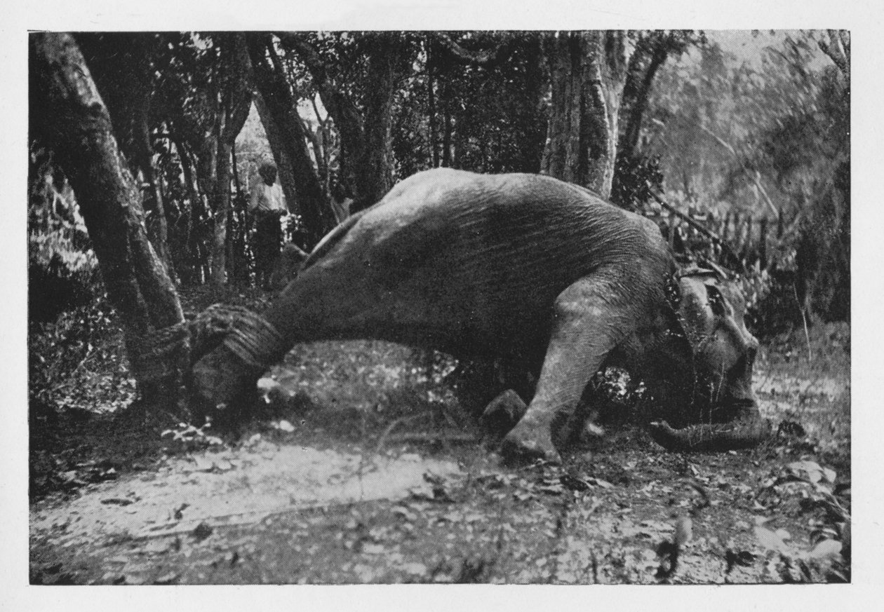 Elephant Kraaling in Ceylon - Noosed, c1890, 1910 af Alfred William Amandus Plate