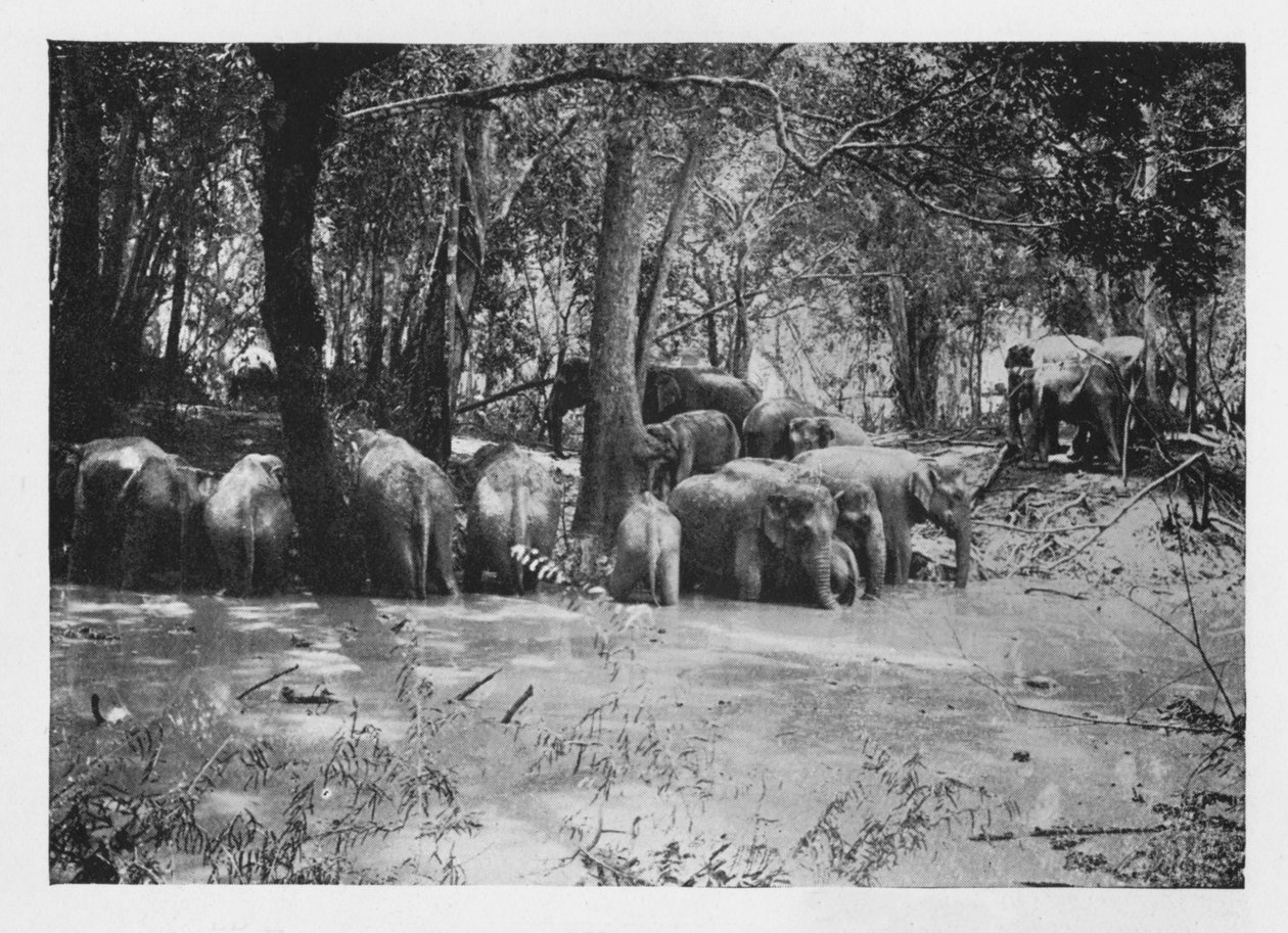 Elephant Kraaling i Ceylon ved et vandhul inde i Stockade, c1890, 1910 af Alfred William Amandus Plate