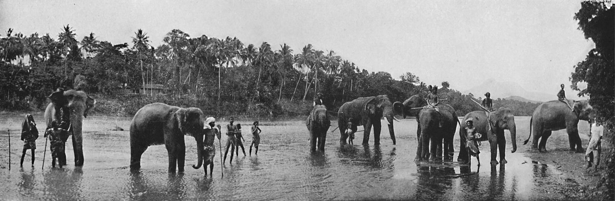 Kandy. Sacred Elephants of the Temple Bading, c1890, 1910 af Alfred William Amandus Plate