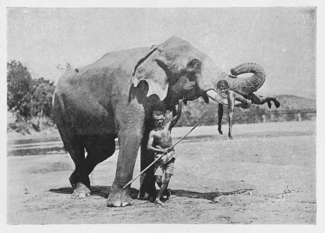 Maligawa Elephant and Mahouts, c1890, 1910 af Alfred William Amandus Plate