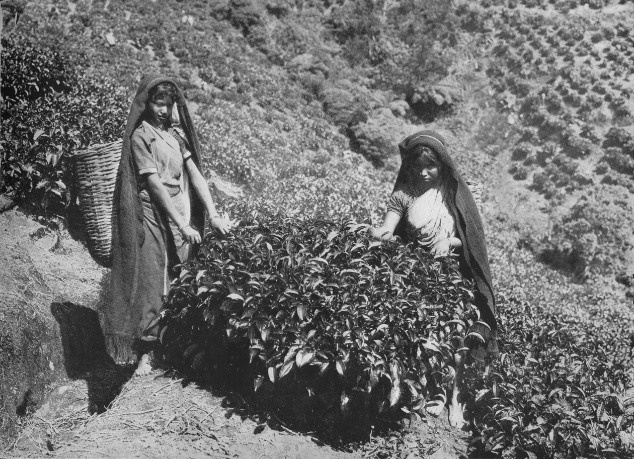 Plukkere på Tea Estate, Ceylon, c1890, 1910 af Alfred William Amandus Plate