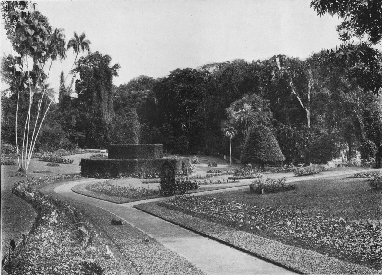 The Fernery, Peradeniya Gardens, Ceylon, c1890 1910 af Alfred William Amandus Plate
