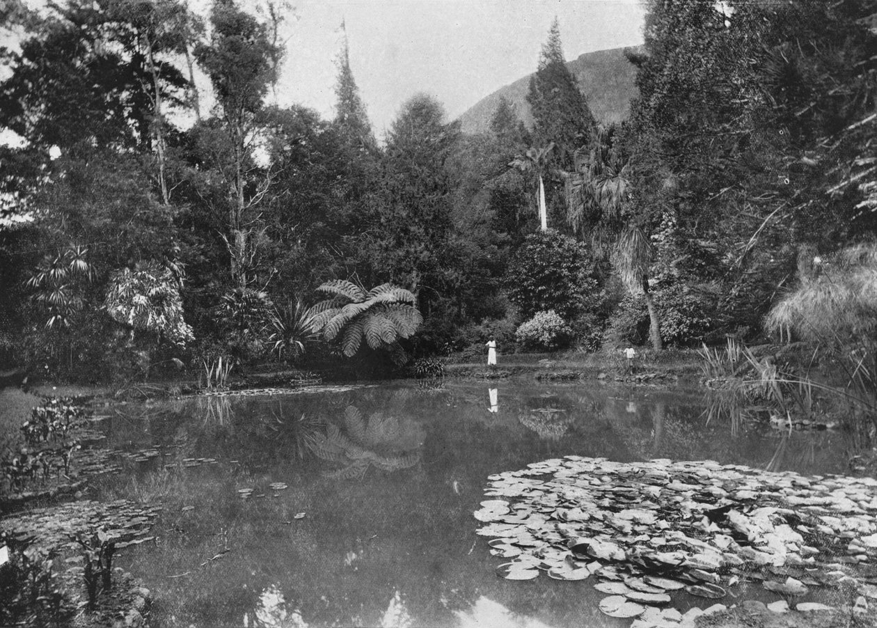 The Lotus Pond, Hakgalla Gardens, Nuwara Eliya, c1890, 1910 af Alfred William Amandus Plate