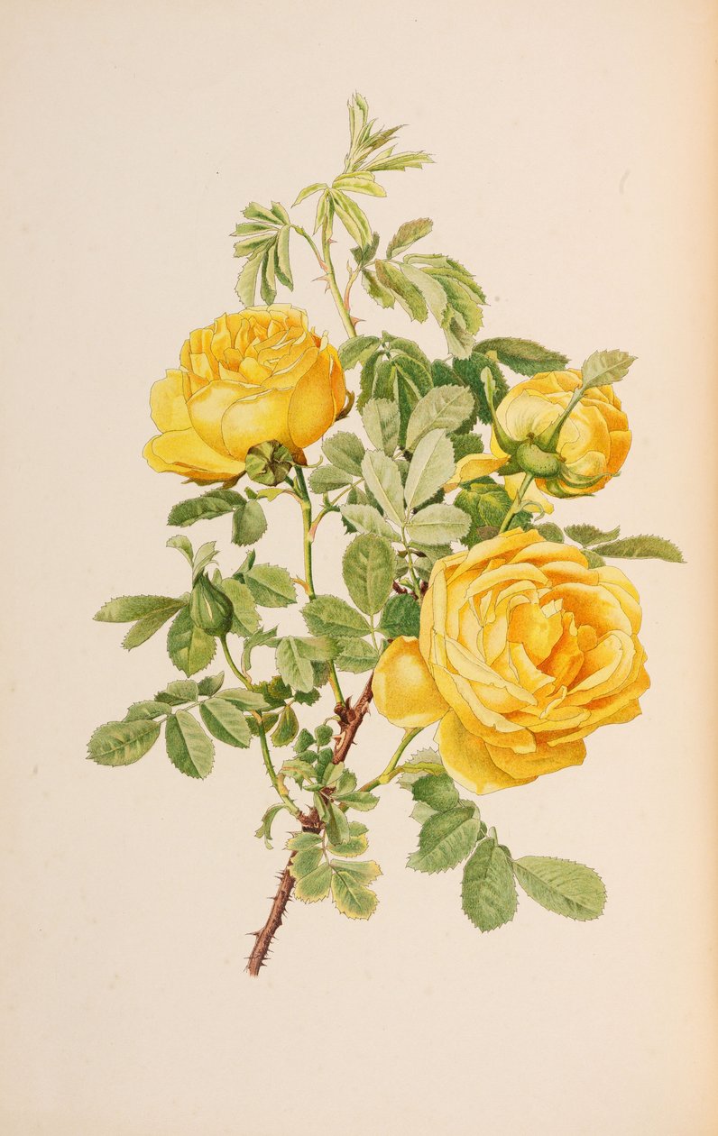 Illustration fra slægten rosa af Ellen Willmott, 1914. af Alfred William Parsons